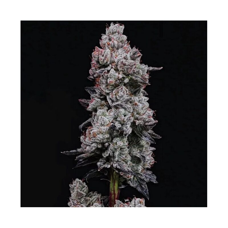 Lemon Cherry Gelato Auto R3, Фасовка: 6